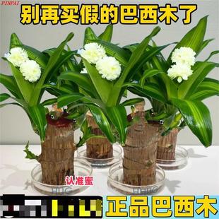 巴西木水养幸运木开花格鲁特小树人水培植物室内办公桌花绿植盆栽