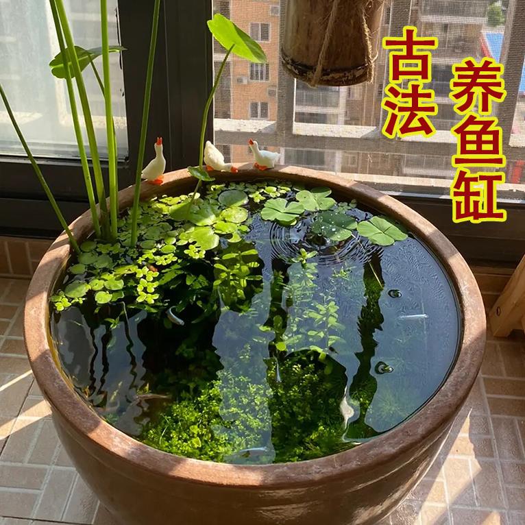 老式水缸古法鱼缸土陶缸养鱼家用睡莲盆荷花盆乌龟缸鱼缸庭院造景