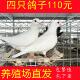 鸽子活物一对种鸽子活体肉鸽家养信鸽雨点青年鸽活鸽子银王白鸽子