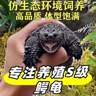 仿生态外塘饲养纯正佛鳄龟活体北美杂佛观赏宠物龟深水小乌龟活物