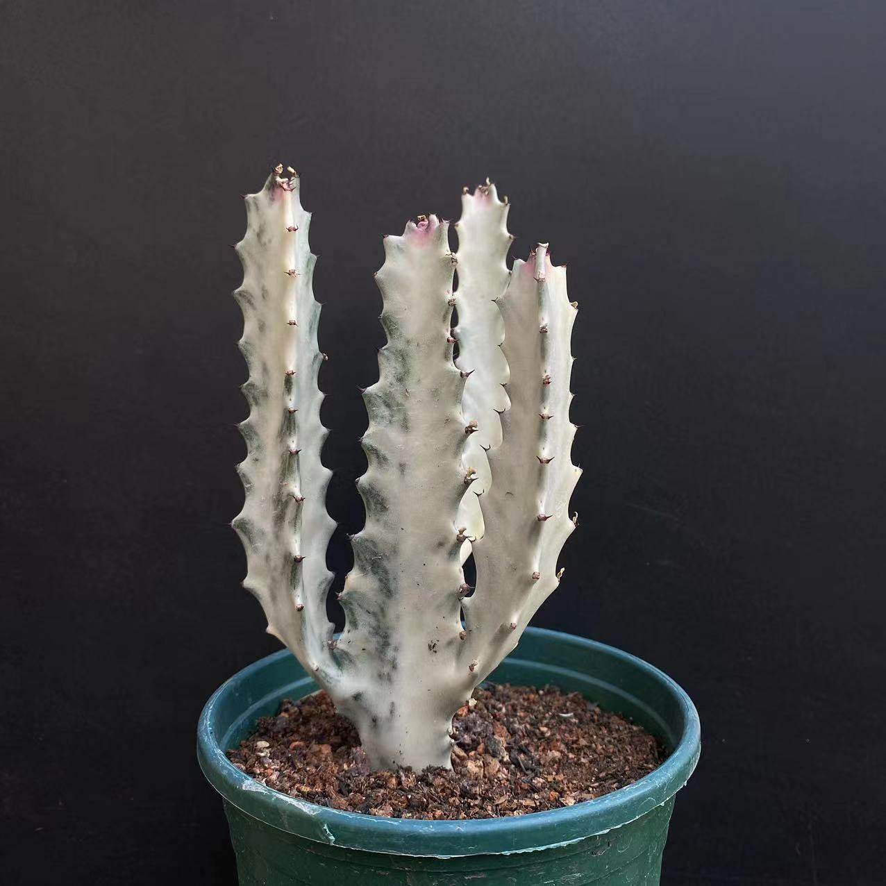 白龙骨仙人柱室内景观造型独特趣味美观多肉植物组合盆栽仙人掌,鲜花速递/花卉仿真/绿植园艺,多肉植物,淘宝优惠券,粉丝福利购,淘宝优惠卷