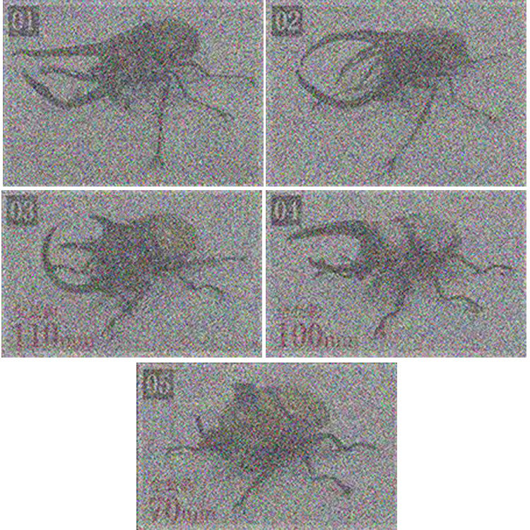 预定正版 生物大图鉴 甲虫造型公仔11 甲壳虫 独角仙不包邮,模玩/动漫/周边/娃圈三坑/桌游,动漫徽章/立牌,淘宝优惠券,粉丝福利购,淘宝优惠卷