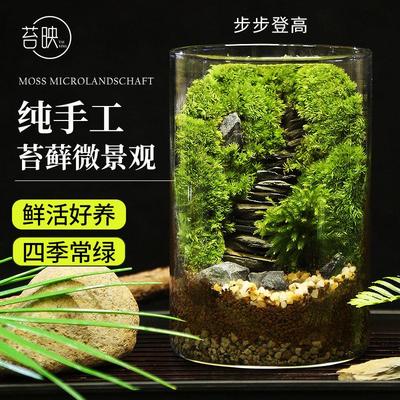 苔藓微景观办公室桌面创意微观生态绿植步步高升白发藓diy生态瓶