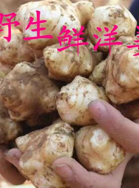 新鲜现挖洋姜可腌制鬼子姜野生菊芋头泡菜姜不辣可腌制5斤9斤包邮