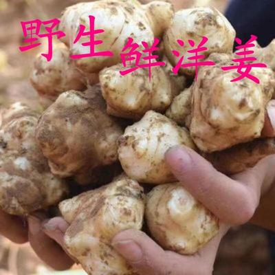 新鲜现挖洋姜可腌制鬼子姜野生菊芋头泡菜姜不辣可腌制5斤9斤包邮