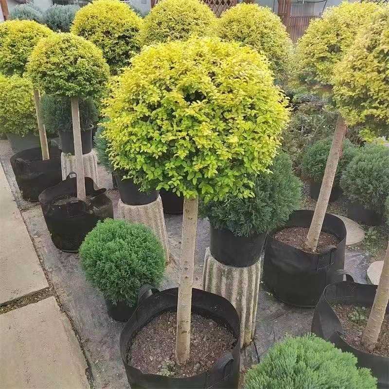 亮晶女贞亮金女贞球柠檬之光庭院绿化耐热耐寒多年生花镜造景植物