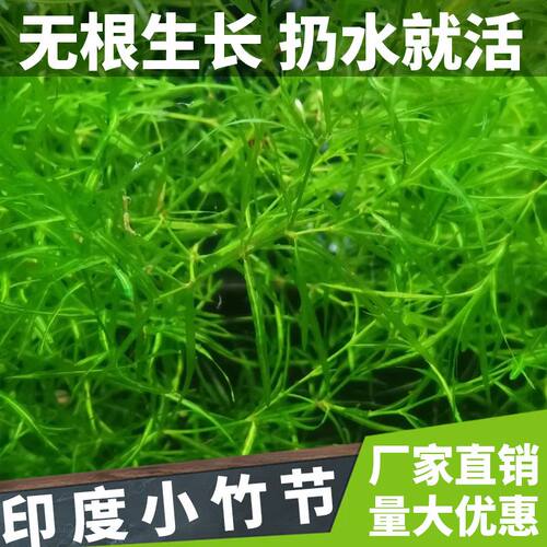 水草印度小竹节草新手好养耐活懒人阴性水草鱼缸装饰造景净化水质