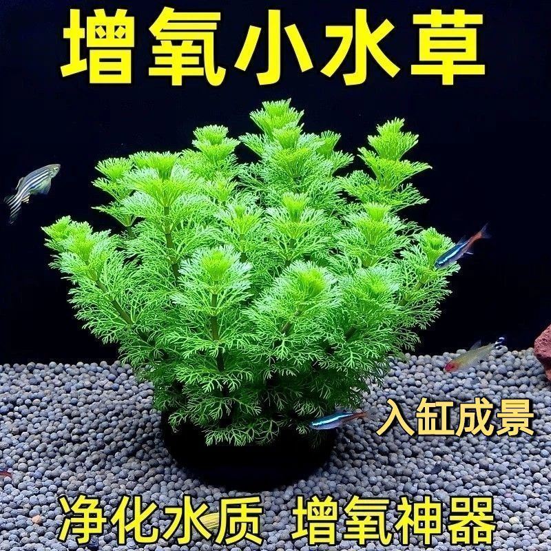 宝塔绿菊坨草增氧懒人球形水草鱼缸造景无需底砂净化水质好养耐活