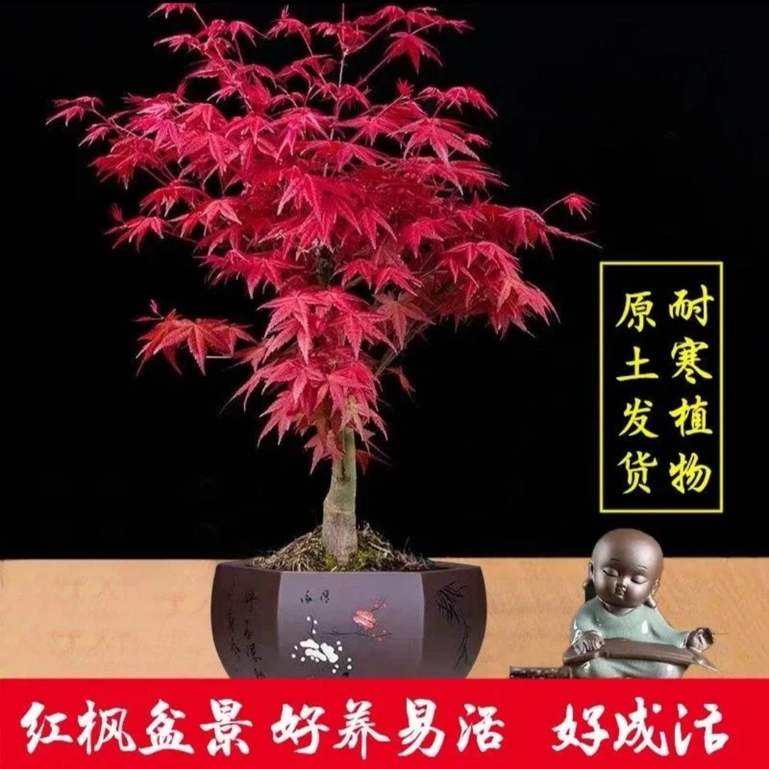 日本红枫盆景原生矮霸红舞姬老桩四季红枫树盆栽室内阳台庭院植物