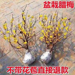 腊梅花树苗盆栽素心腊梅红梅老桩花盆景绿梅耐寒原生梅花花卉阳台