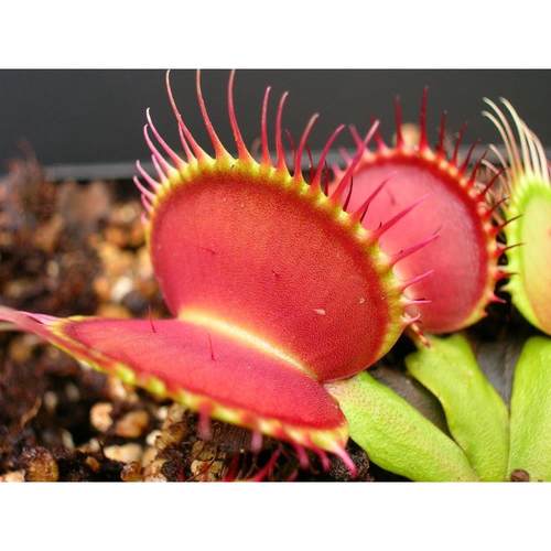 盆栽 食虫植物-B52捕蝇草(捕虫器可以长到5cm的捕蝇草）