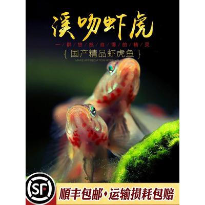 原生溪吻虾虎鱼冷水观赏鱼子陵白面黄唇纹腮黏皮溪流吻虾虎活体鱼