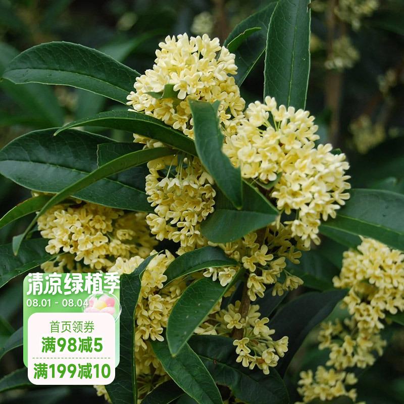 海蒂的花园桂花香椿树苗盆栽浓香常绿庭院木本花卉景观