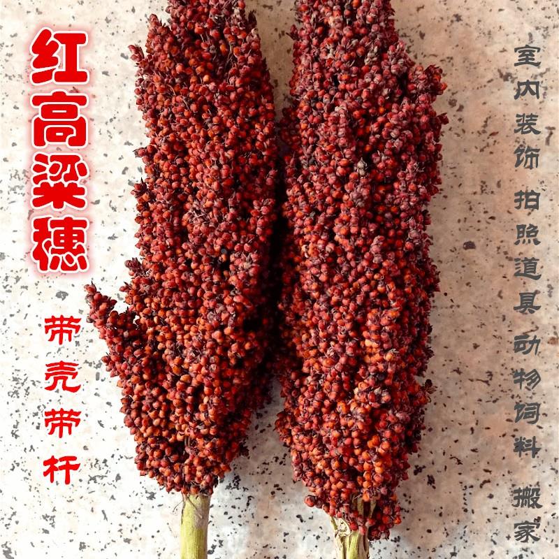 带壳高粱米 整株高粱带叶带杆带根1鸟粮鼠粮份斤结婚搬家红高粱穗