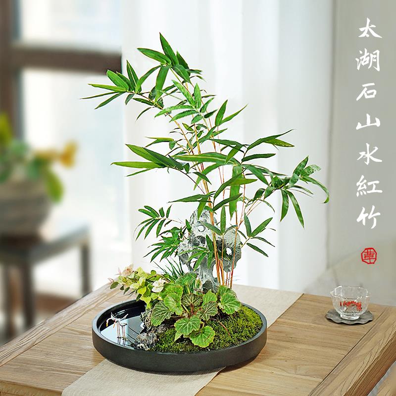 山水竹子盆景水培红竹观音竹桌面绿植办公室内茶台客厅老板桌盆栽