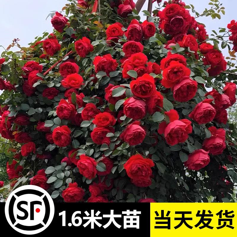 佛罗伦蒂娜爬藤月季花苗四季开花盆栽易活蔷薇花期长易活好养玫瑰