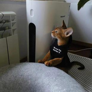 阿比西尼亚猫衣服秋冬季新品宠物马甲连帽保暖卫衣无毛斯芬a0079