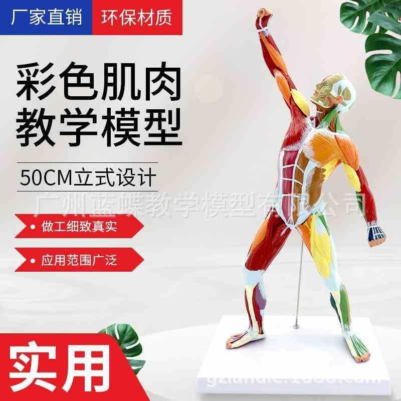 50CM肌肉人解剖 美术艺术模特医学彩色人体全身肌肉模型 运动结构