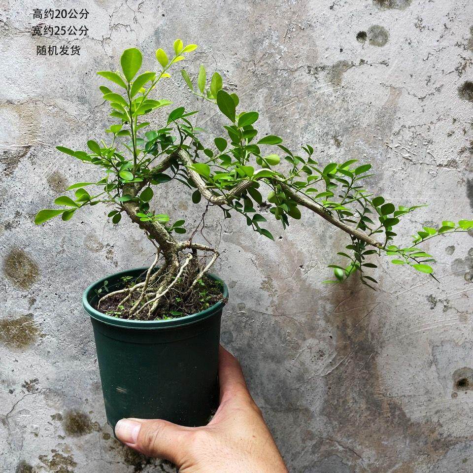 九里香悬崖盆景提根老桩微盆景绿植盆当年开花带花苞浓香室内驱蚊