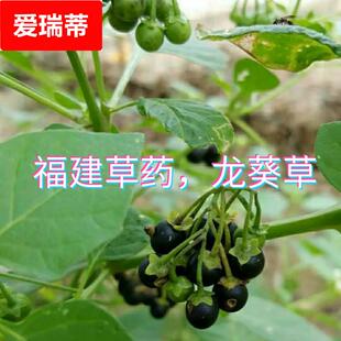 闽南青草药乌点规鸡啄草乌疔草少花新鲜龙葵草天茄子野辣椒苦龙葵