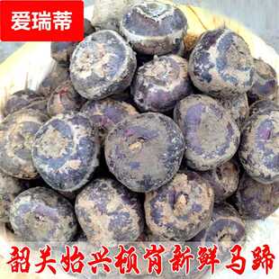 广东韶关始兴顿岗乐昌新鲜马蹄荸荠大果生吃现挖水果蔬菜包邮