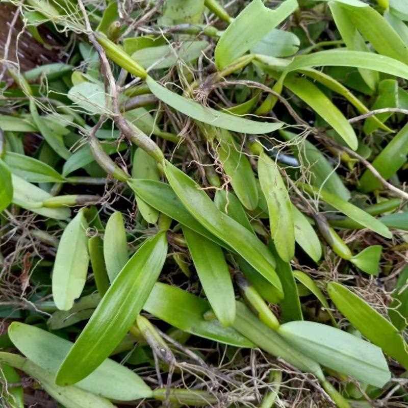 石橄榄 新鲜潮汕单叶中果双页小果石仙桃石岩珠果上叶煲汤