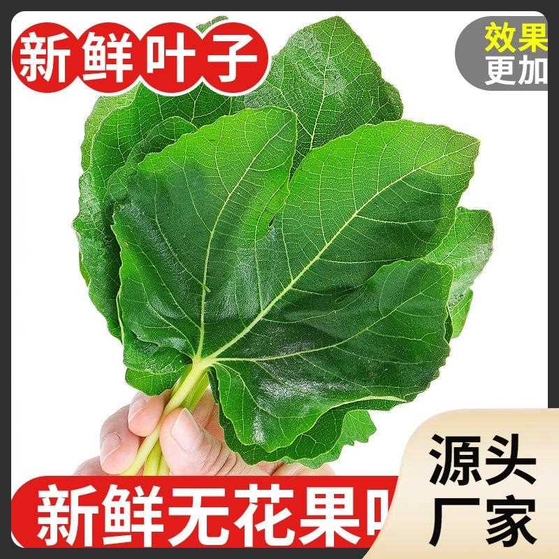 新鲜无花果叶子药用zhi疮熏洗现摘现发树叶500g保鲜产后坐浴包邮