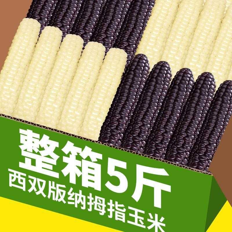 南西迷版纳拇指玉米新鲜甜香白糯紫糯你手指玉米早餐云双代餐