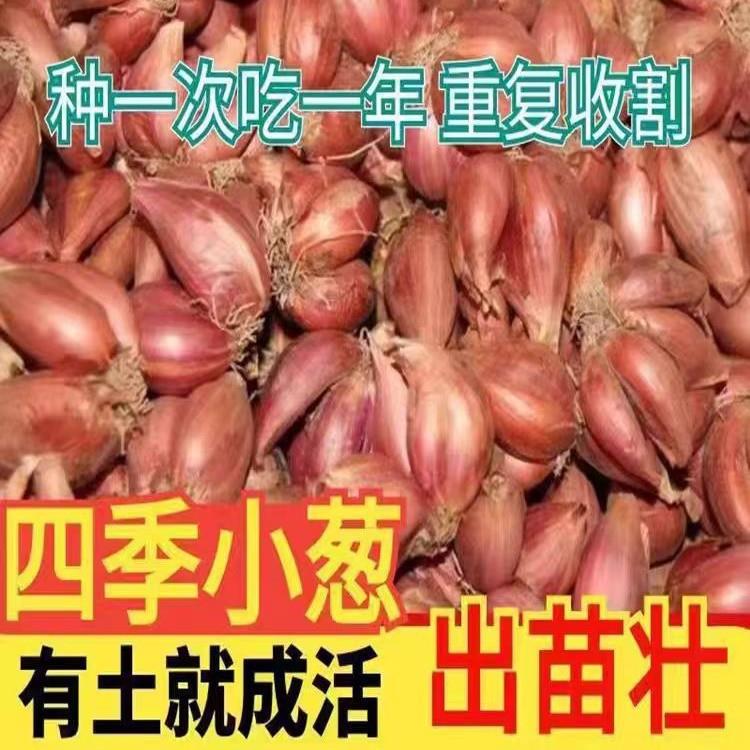 香葱头红葱鲜头 火葱头种四正 宗季香新小香葱头农家自种