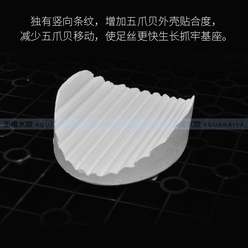 珊瑚基座海雅水族海水鱼海水五爪贝断枝瓷座纽基座珊瑚底座肢扣断