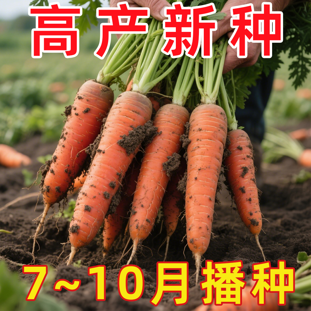 耐热耐寒胡萝卜种籽子四季夏秋播九寸参红色高产菜园盆栽蔬菜种孑