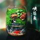 创意微景观办公室桌面绿植盆栽耐养免打理生态瓶可养鱼闷养植物