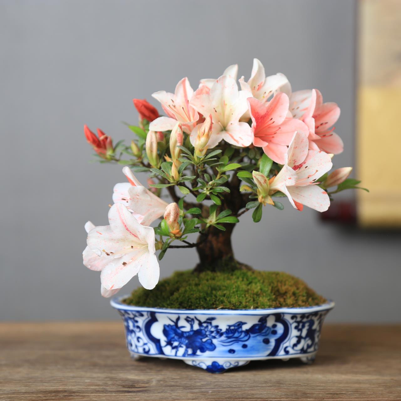 日本皋月杜鹃小盆景老桩树苗栽若惠比须碧空八重之月花缀一物一拍