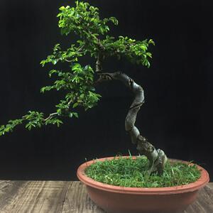 小叶榔榆盆景提根盆景小 榔榆小苗小品榆树盆景素材