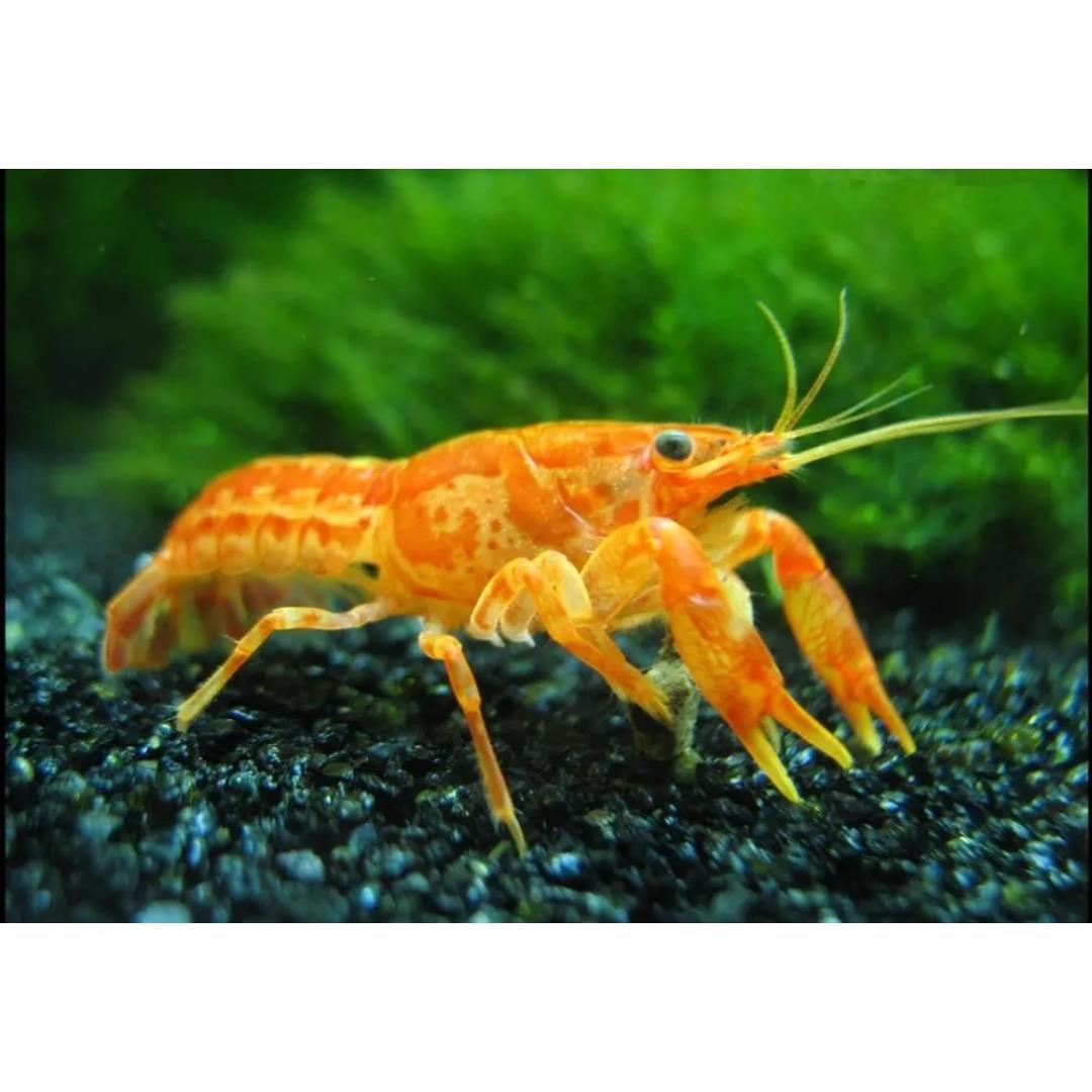 特萨努侏儒螯虾小鳌虾迷你螯虾宠物虾活体观赏虾皮实耐养包邮包损