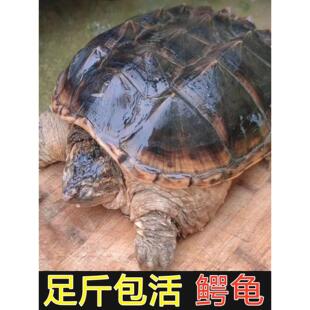 鳄龟食用鳄龟活物鳄鱼龟北美拟鳄龟人工养殖可食用活物