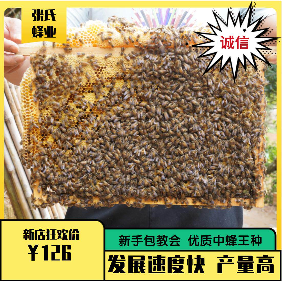 蜜蜂蜂群活体蜂种中蜂带养蜂箱中华土蜂有子脾和蜂箱蜂皇蜂蜡包邮