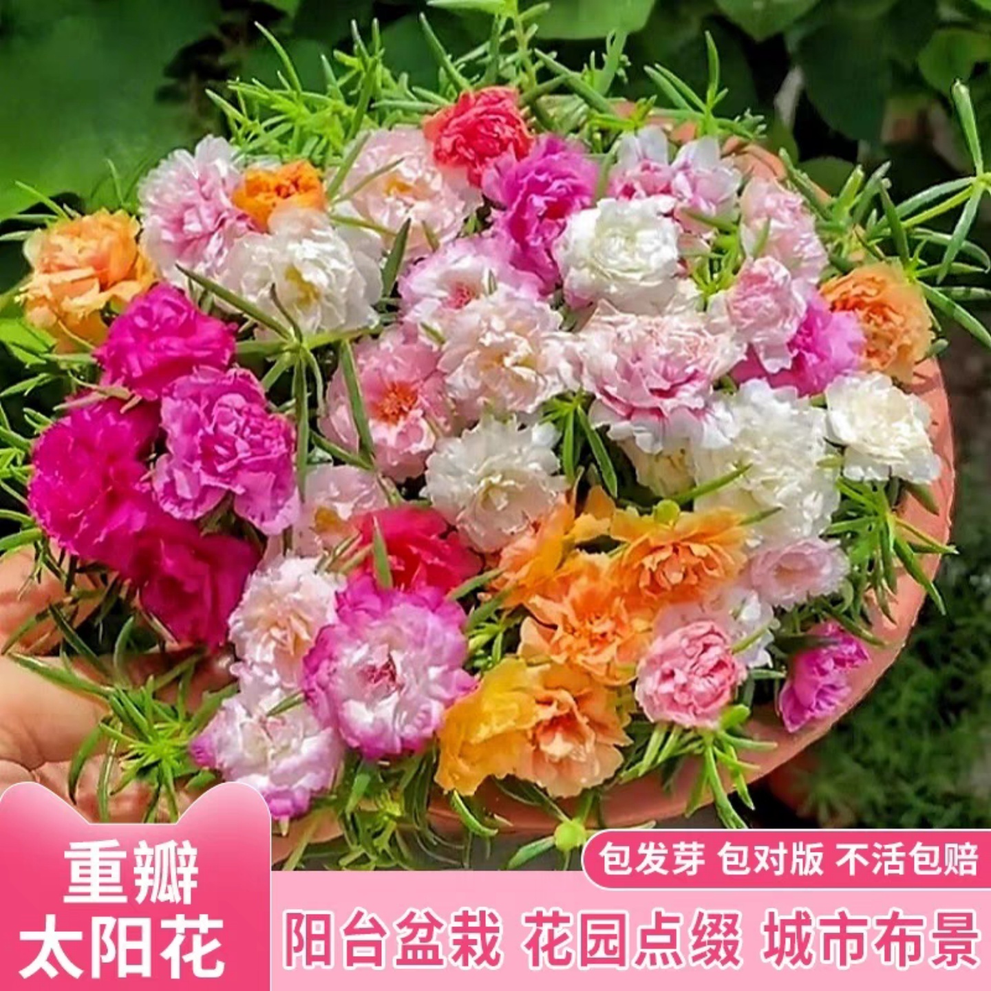 重瓣太阳花种籽四季播种开花种子七彩花草种籽室内外易活盆栽花卉