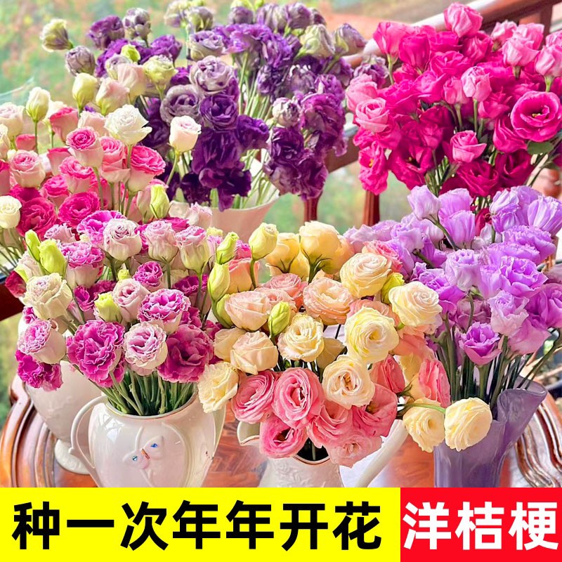 家里有空花盆的，别浪费了，一定要种一点这个洋桔梗花期长观赏高