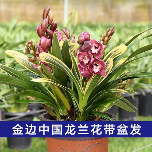 金边中国龙兰花桌面花杂交兰室内花卉绿植红花基地直发年宵花喜庆
