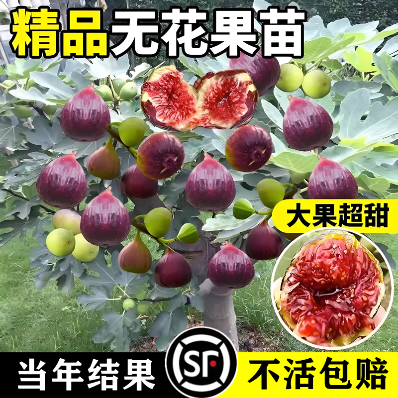无花果树果苗带果格莱斯盆栽树苗波姬红矮化特大果南北方四季可种