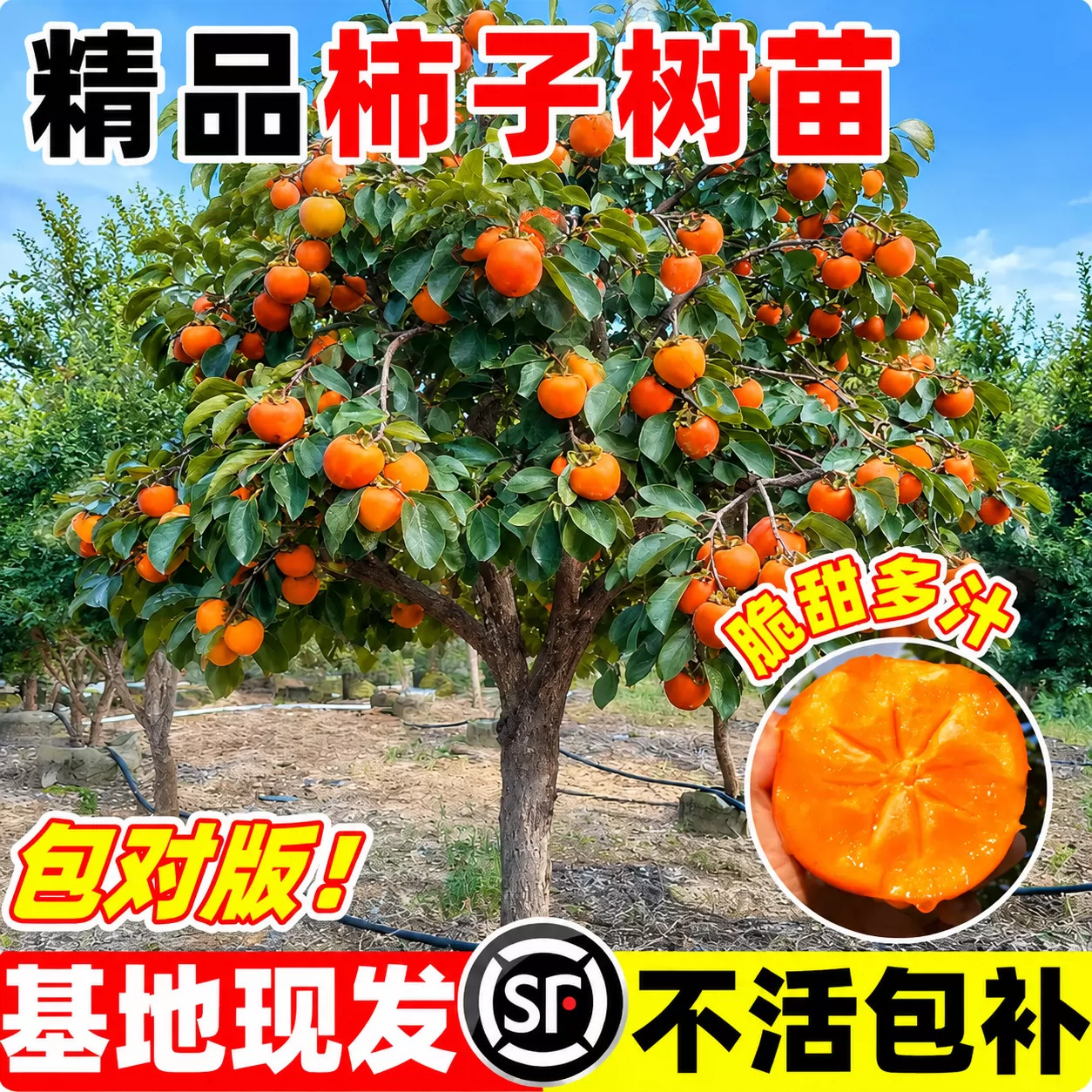 无核脆甜火晶柿子嫁接盆栽苗图片