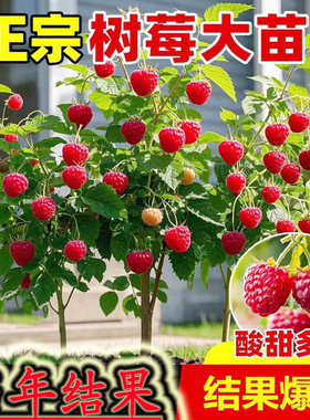 树莓苗双季覆盆子果树苗盆栽地栽南北方种植当年结果红黄黑树莓苗