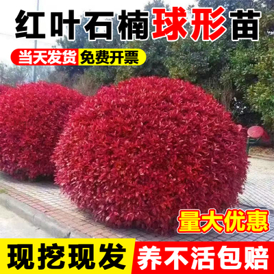 红叶石楠树苗四季庭院绿化苗木石楠球火焰红小苗红花继木球形盆栽