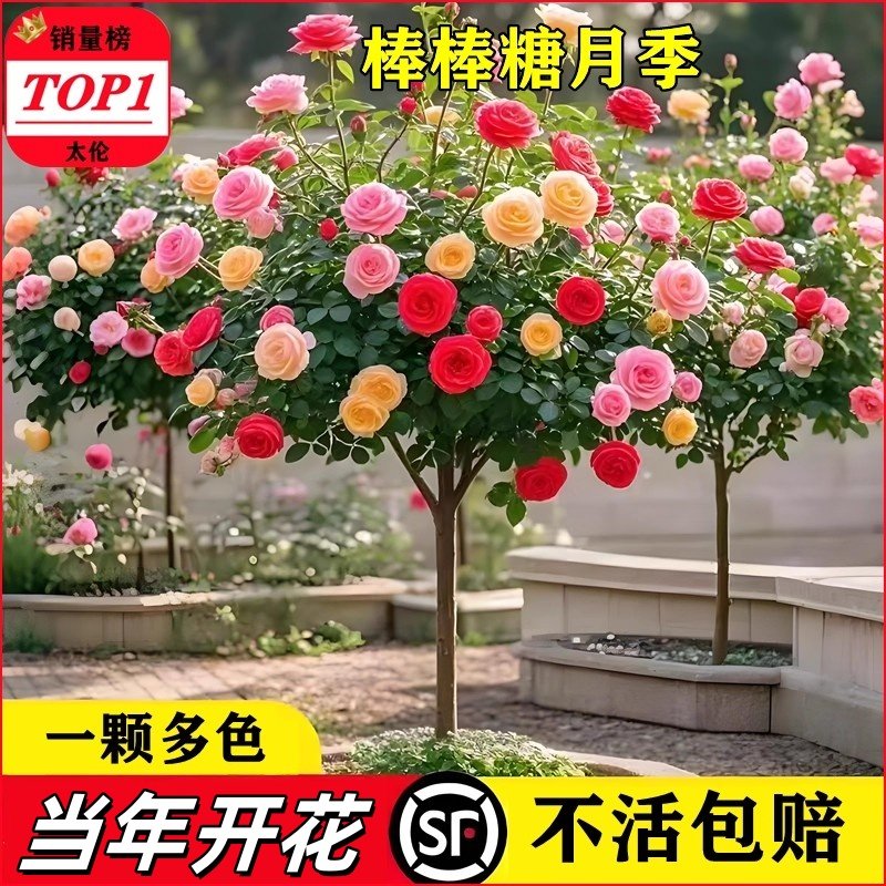 太伦树桩月季当年开花