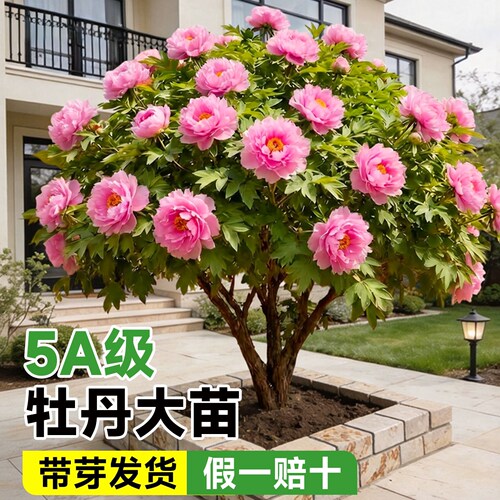 洛阳正宗牡丹老桩盆栽带芽孢