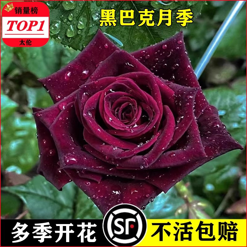 黑巴克月季黑玫瑰花苗特大盆栽花特大朵大花强香墙薇花苗爬藤四季