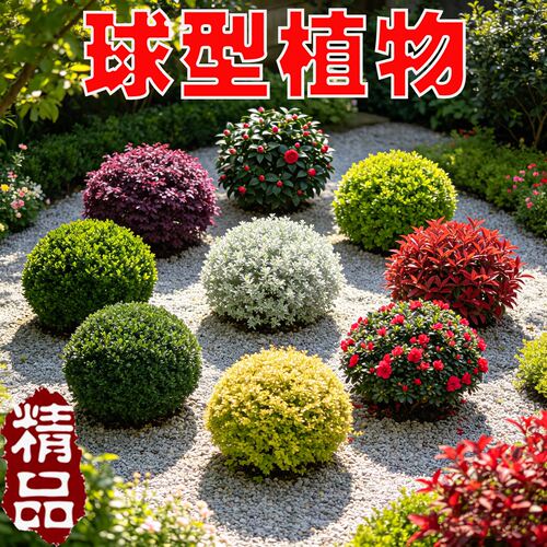 庭院亮晶女贞球形绿化