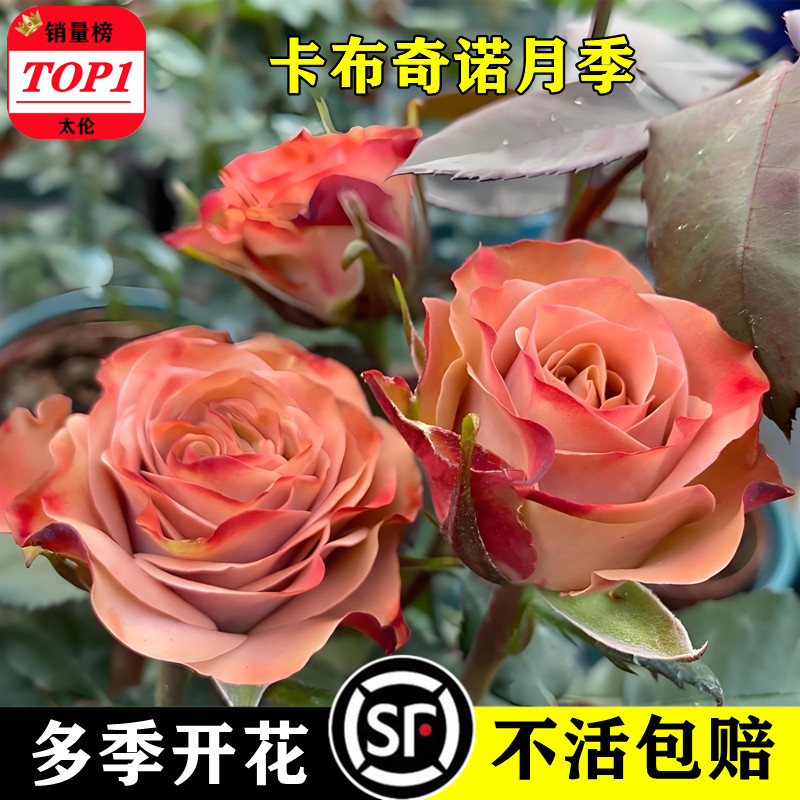 卡布奇诺月季花苗灌木爬滕蔷薇四季开花庭院阳台浓香花卉盆栽好养,鲜花速递/花卉仿真/绿植园艺,月季/蔷薇/玫瑰,淘宝优惠券,粉丝福利购,淘宝优惠卷