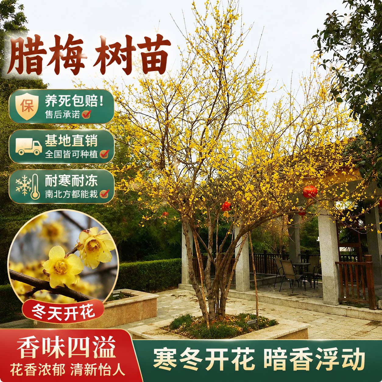 耐寒素心腊梅盆栽树苗图片